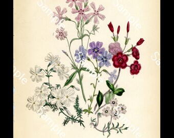 Antique Jane Wells Loudon Phlox From The Ladies Flower-Garden of Ornamental Perennials