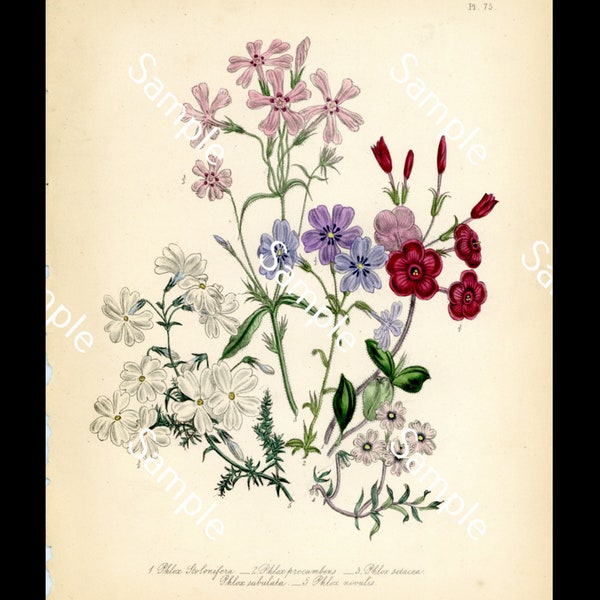 Antike Jane Wells Loudon Phlox Aus Dem Damenblumengarten der Zierstauden