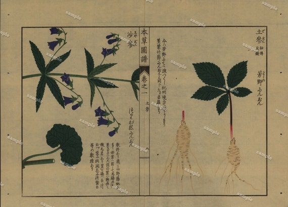 19th Century Japanese Antique Original Hand Colored woodblock  botanical print Meiji 38 period Decorative art