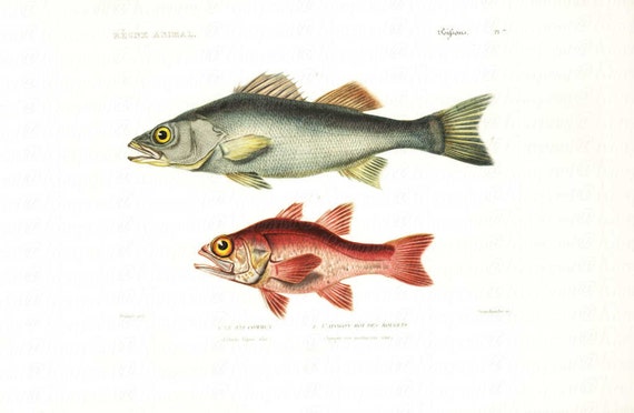 Original Antique Hand Colored Fish Engraving - From Dictionnaire Universel d’Histoire Naturelle - Equatic LIfe -
