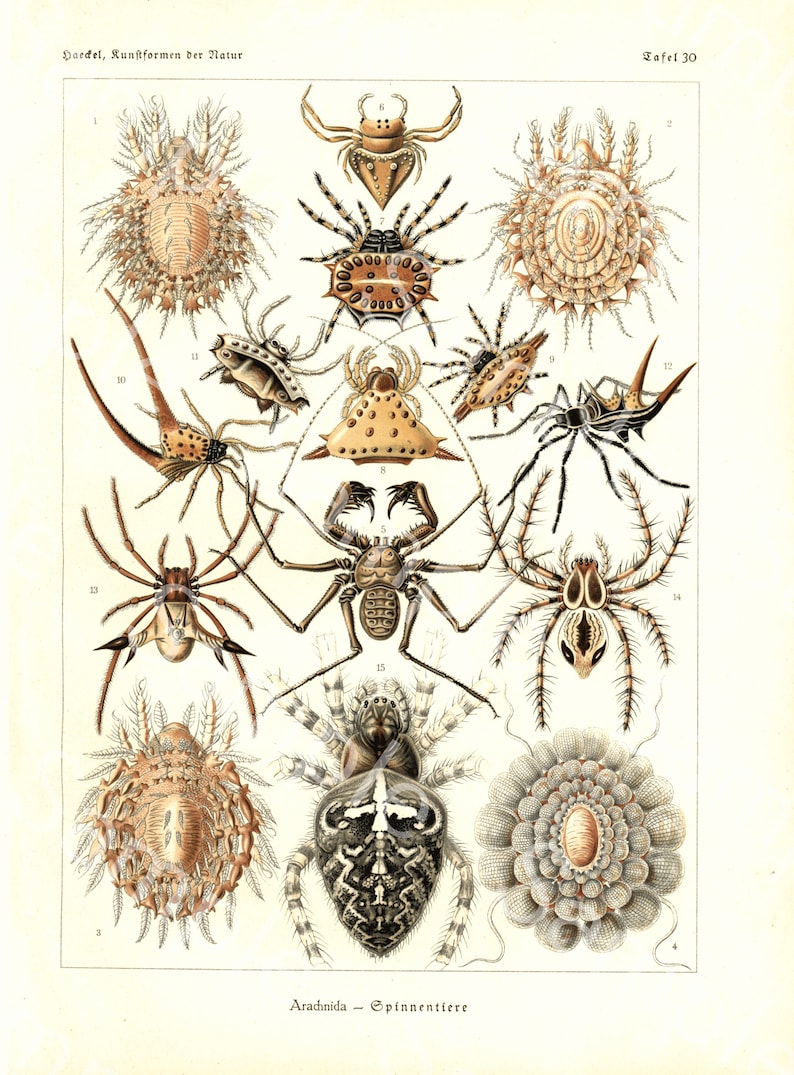 Gorgeous lithograph print from Art Forms of Nature by Ernst Haeckel