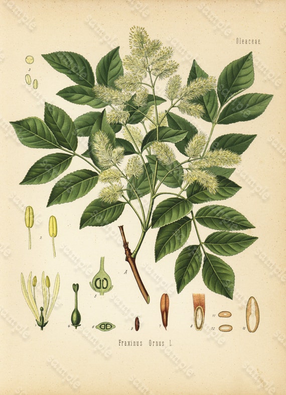 Original Antique  Botanical Print From  From Franz Eugen Kohler's Botanical Atlas  - Veralrum Album