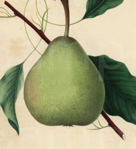 Pear hand colored Authentic Lithograph print from 1850's
