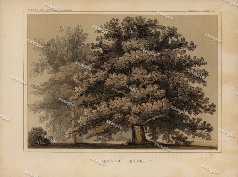 Original Antique Botany Tree 1857 Tinted Print -Quercus hindsi -
