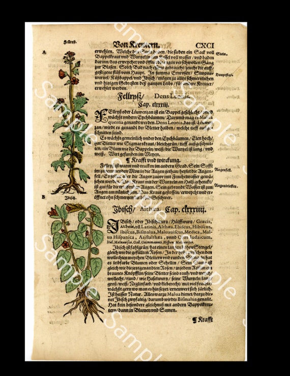 16th century Lonicer Original Leaf Botany Herbs Book Coloured Hemlock