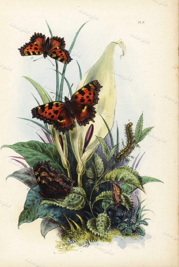 1859 Antique Original  Natural History Hand Colored Print - Insects Butterflies  - Flora over 150 + years old - Sale item