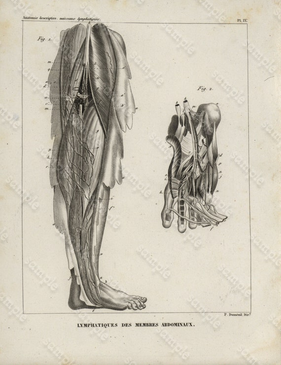 Antique Original Engraving  Human physiology Internal Organs -   Human Anatomy -  Lymphatiques Des Membres Abdinubaux