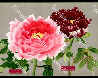 Japanische botanische Blume Paeonia suffruticosa botanischer Lithographie-Druck Circa 1936