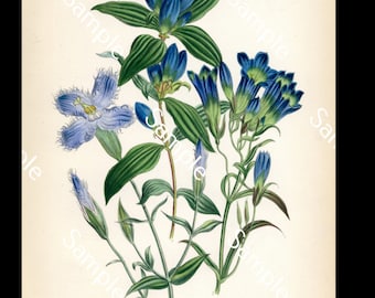 Antique Gentian Botanical Flower Floral Colored Lithograph print circa 1840's Jane Loudon