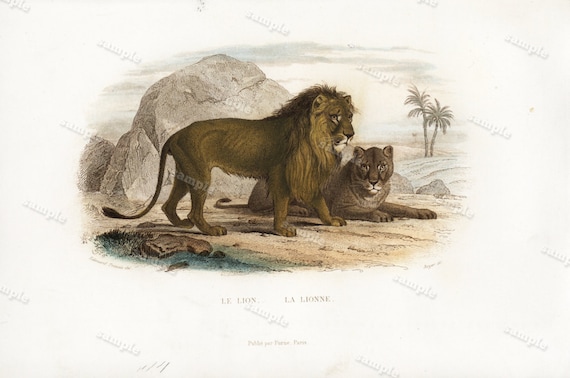 Original Antique Buffon De Comte Beautiful Rare Print  Hand Colored Print 1840 - Lion - Female and Male