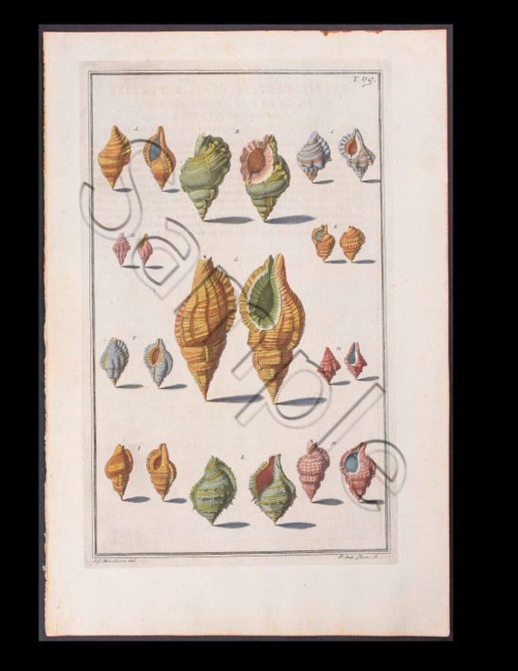 Circa 1742 Antique Hand-Colored Engraving  Print Abalone  SEA SHELLS Natural History Large folio size