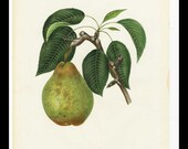Botanical original Nouveau Poiteau Pear 1855 Alexandre Bivort Hand-Colored Lithograph Fruit