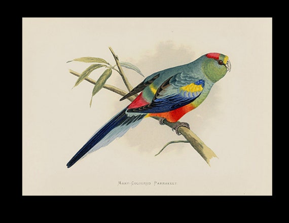 19th century Parrots in Captivity woodblock hand Colored Engraving Australian Many-Coloured Parrakeet