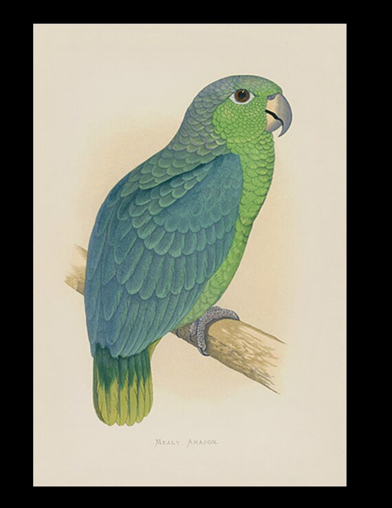 19th century Parrots in Captivity woodblock hand Colored Engravings Mealy Amazon South America