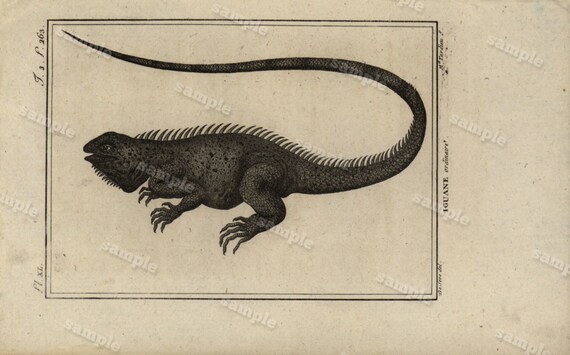 Original Antique Natural History copperplate of Reptiles - Histoire Naturele by the Buffon de comte - 1790 -  Lizards Black and white