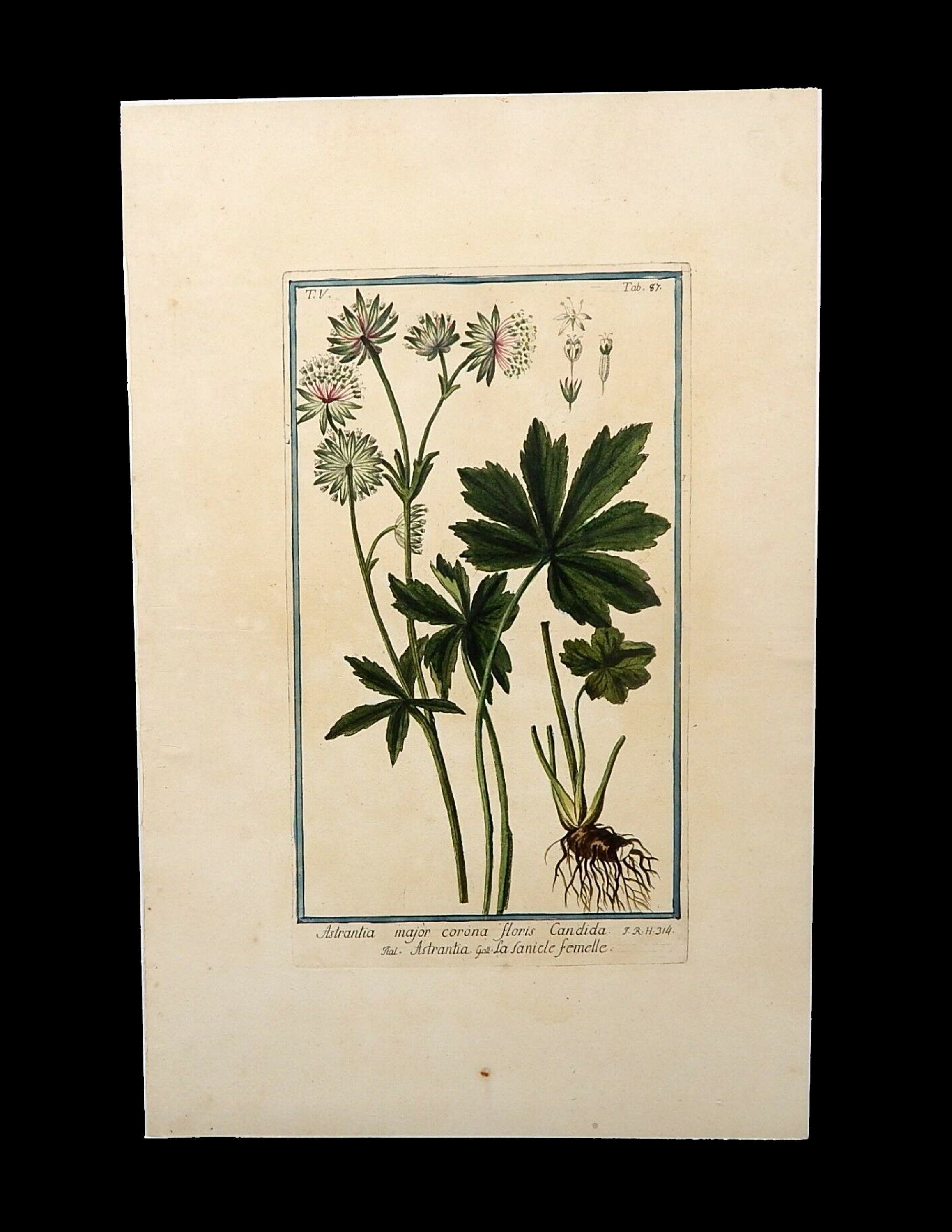 Antique rare original Bonelli Hortus Romanus Botanical Engraving plate circa 1780 only