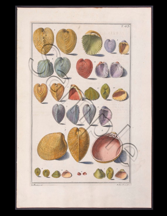 Circa 1742 Antique Natural History Hand-Colored Engraving  sea Shells