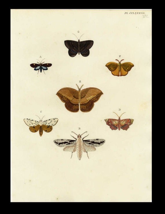 18th Century Butterflies and Moths,Cramer Papillons exotiques hand colored