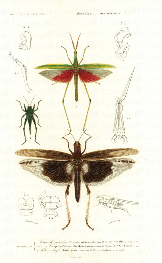 Original Antique Hand Colored Insects  Engraving - From Dictionnaire Universel d’Histoire Naturelle -  Grasshoppers?