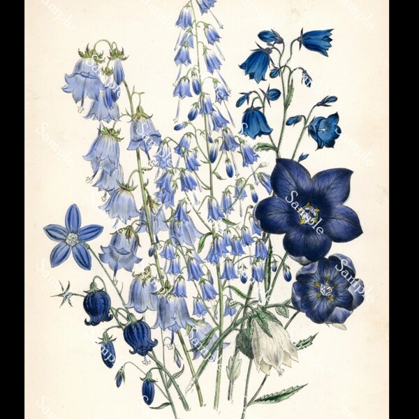 Adenophora denticulata Antique Botanical wild Flowers Hand Colored Lithograph print circa 1840's Jane Loudon