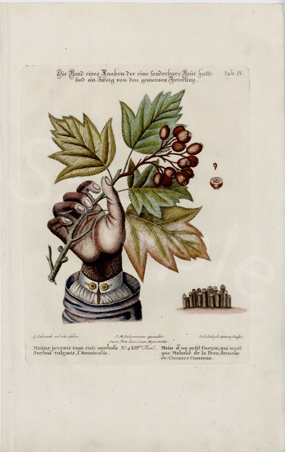 Seligmann Rare hand colored botanical engraving hand is holding leaves from first edition  1749.  Large folio beautiful- Original