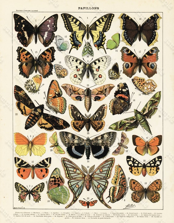 Antique Original old French lithograph ,book plate full page has text on reverse side Dated 1905 - Papillons - Butterflies