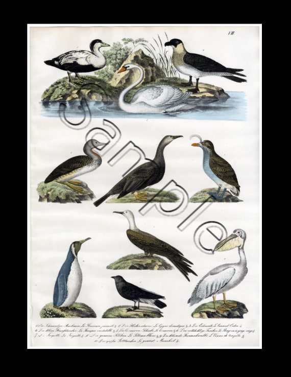 19th century rare natural history  hand colored print birds white swan