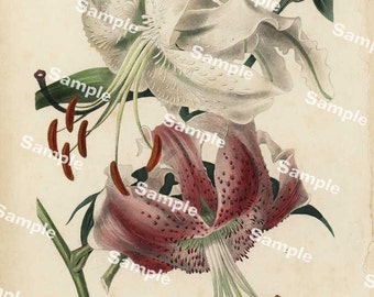 Lilium Lancifolium Album original hand colored engraving from Robert Thomson's natural history of plants