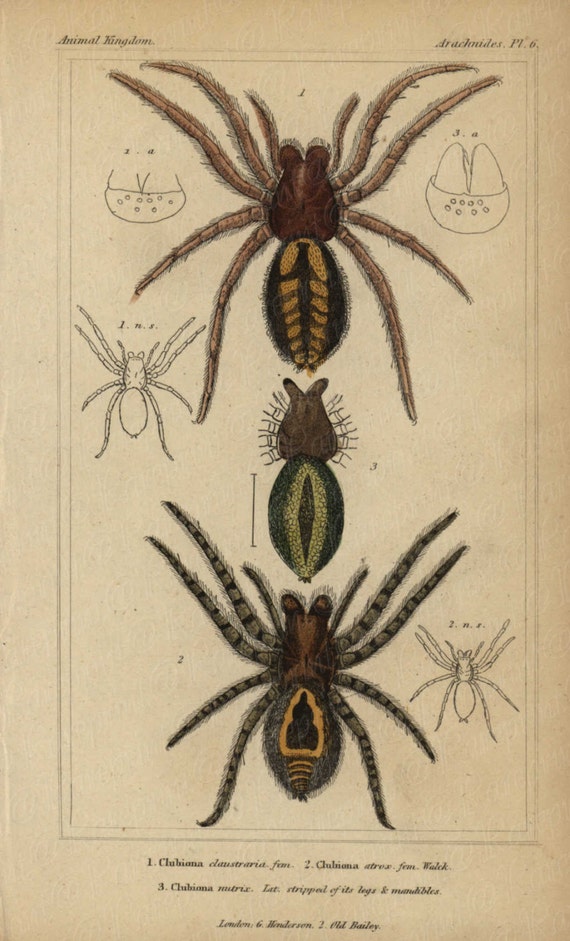 Antique Original Hand colored  Natural History Spider Hand Colored Engraving  Group Of Spiders From Animal Kindom- Gorgeous Vibrant Colors