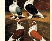 Color Lithograph Antique Natural History Pigeon Print Blue and black crested Robert Fulton 1880
