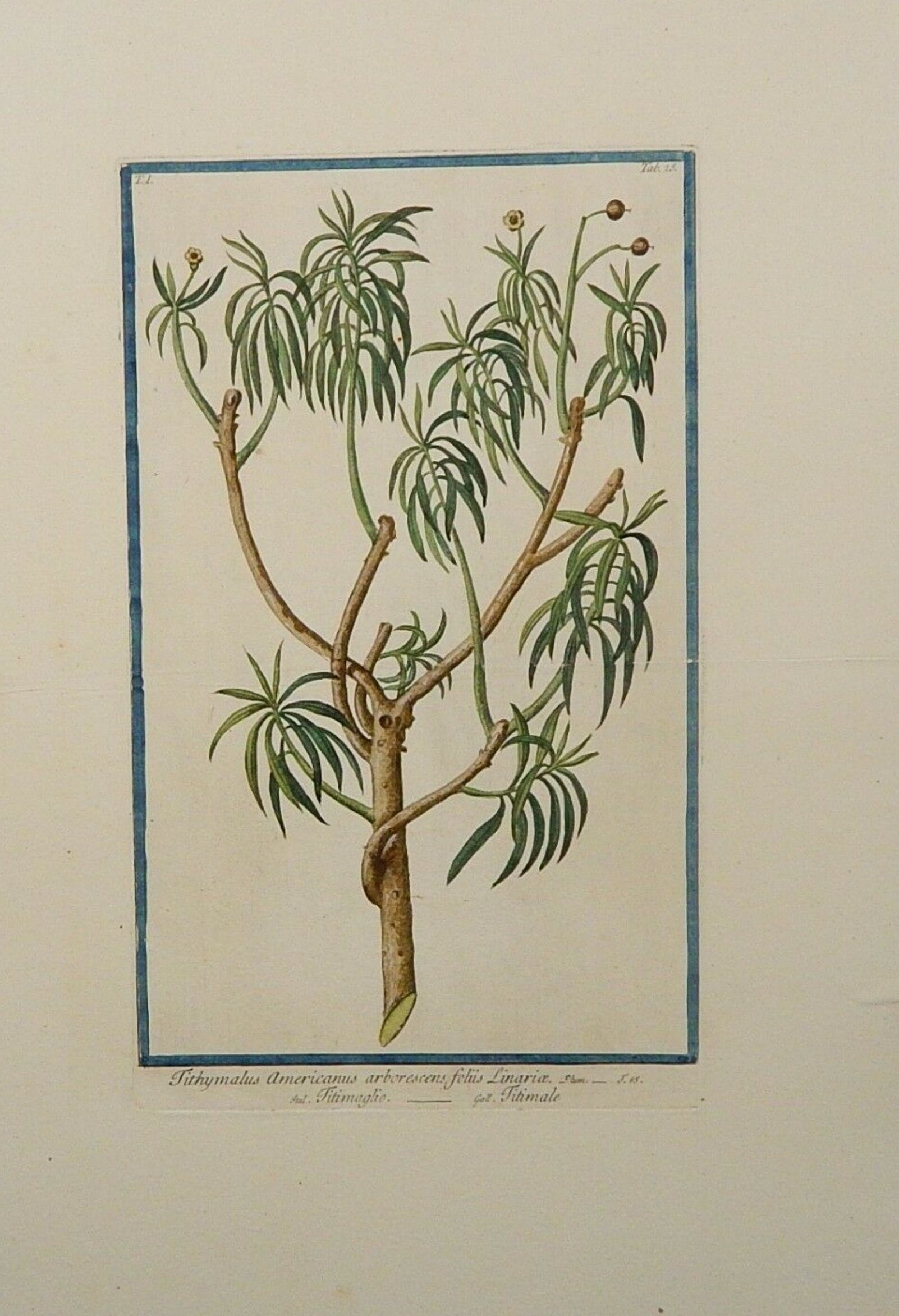 Antique rare original Bonelli Hortus Romanus Botanical Engraving plate circa 1780 only