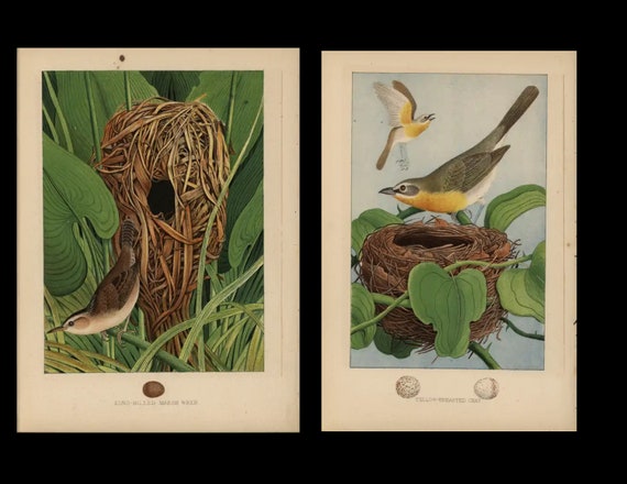 1882 Antique Prints Nest & Eggs of the Birds of United States Marsh Wren and Yellow breasted chat