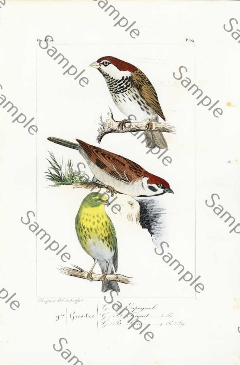 LEMAIRE 19th Century Birds Ornithology hand colored pint circa 1860 original and rare