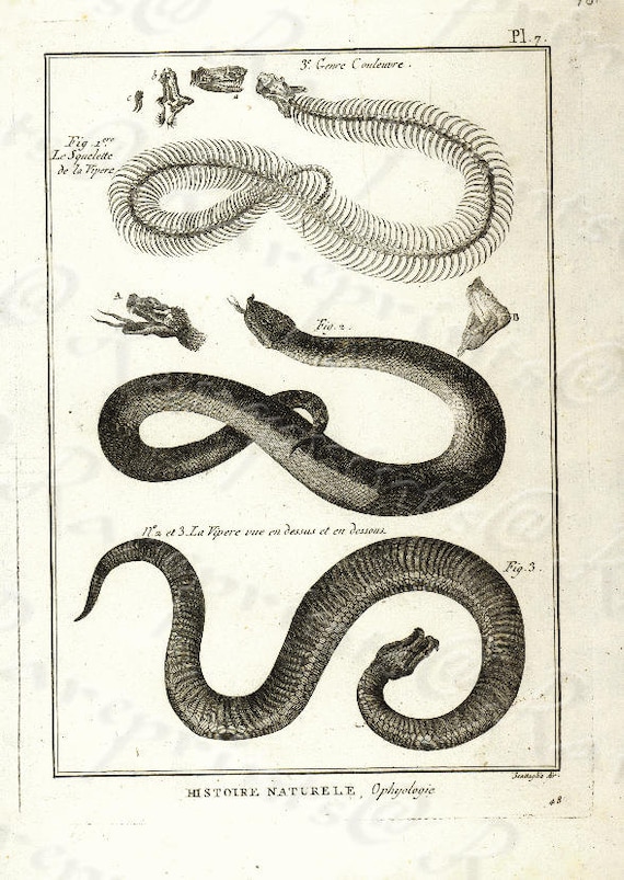 Original Antique Natural History copperplate of Reptiles - Histoire Naturele by the Buffon de comte - 1780 - Snake - Vipers