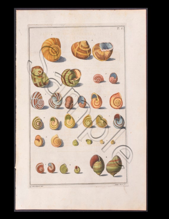 Circa 1742 Antique Hand-Colored Engraving  Print Abalone  SEA SHELLS Natural History Large folio size