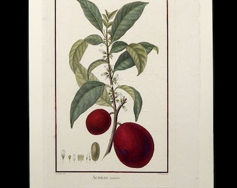 Rare Original hand colored engraving Botanical Fruit Circa 1830's