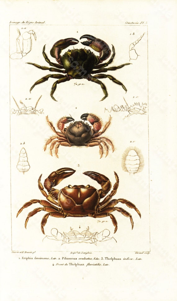 Original Antique Natural History Hand Colored Engraving  Of Crabs - Pilumnus - Seaf Life  from  DE Mr le Baron CUVIER + 150 Plus years old