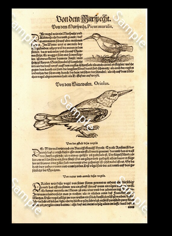 Antique Original  Natural History Opera Omnia. Ornithologiae bird Engraving Circa 1583