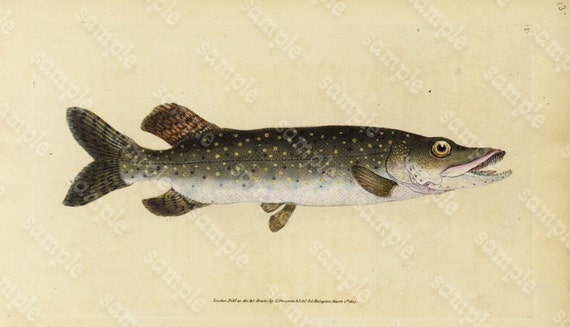 Original Antique Natural History Fish engraving Edwards DONAVON Natural history