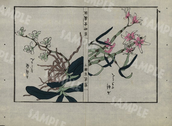 19th Century Japanese Antique woodblock  botanical print