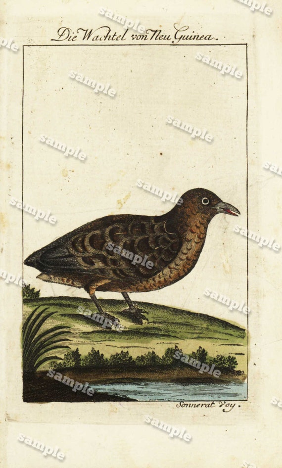 Antique Natural History Hand Colored Engraving of Bird   Very Rare - Original  over 200 Years old -The quail from New Guinea