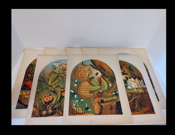 Rare antique 19th Century Set of 8 Hand-Colored Insect & Butterfly Lithographs 1871 Spiders Ants Bees