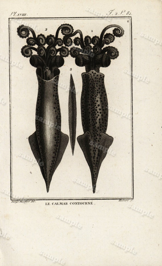 1790 Original Antique Natural History Engraving of Squid - Histoire Naturele by the Buffon de comte -  Black and white Over 200 years old