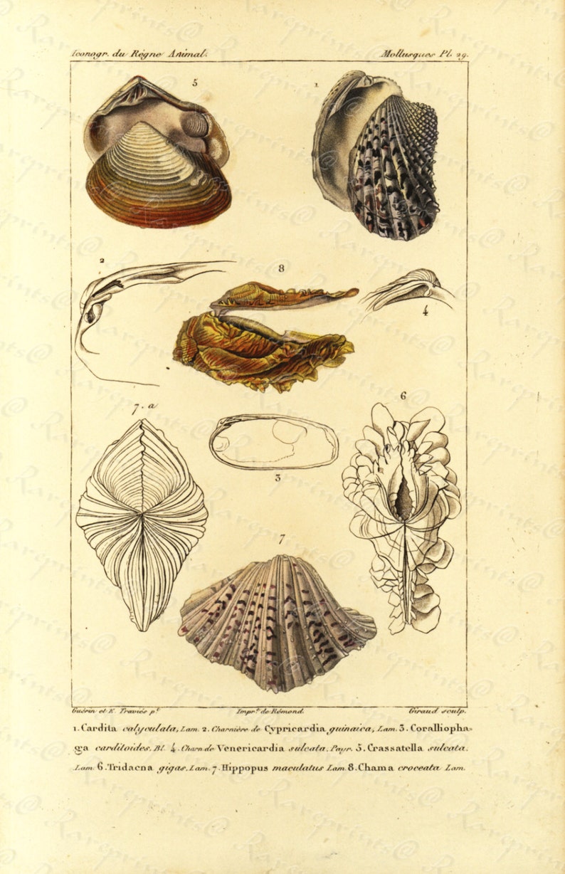 Original Antique Hand Colored Sea Shell engraving from 1829