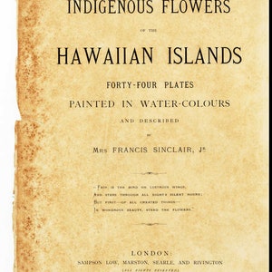 Einheimische Blumen der Hawaii-Inseln NONI gedruckt in Aquarellfarben Isabella Sinclair Circa 1885 Bild 5