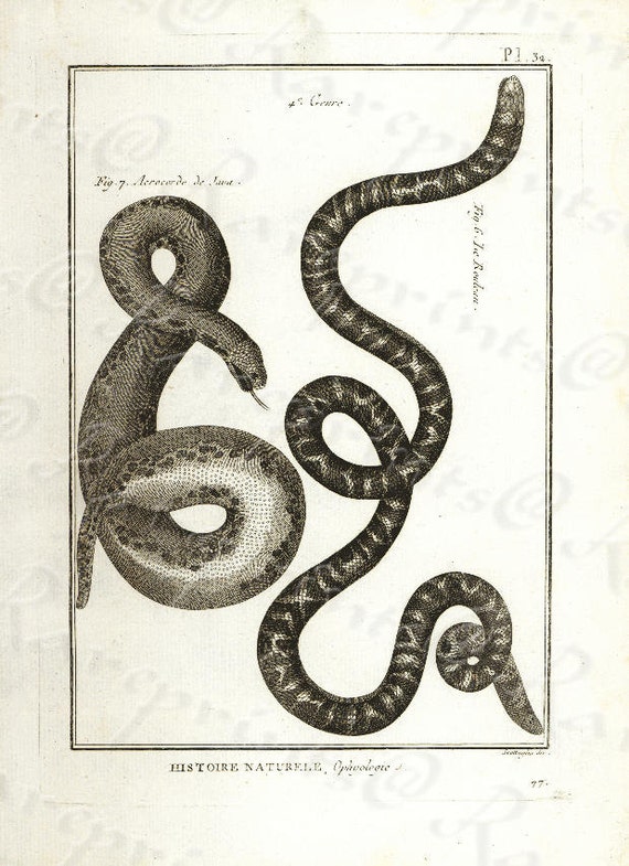 Original Antique Natural History copperplate of Reptiles - Histoire Naturele by the Buffon de comte - 1780 - Snake - Vipers - Sea snakes?