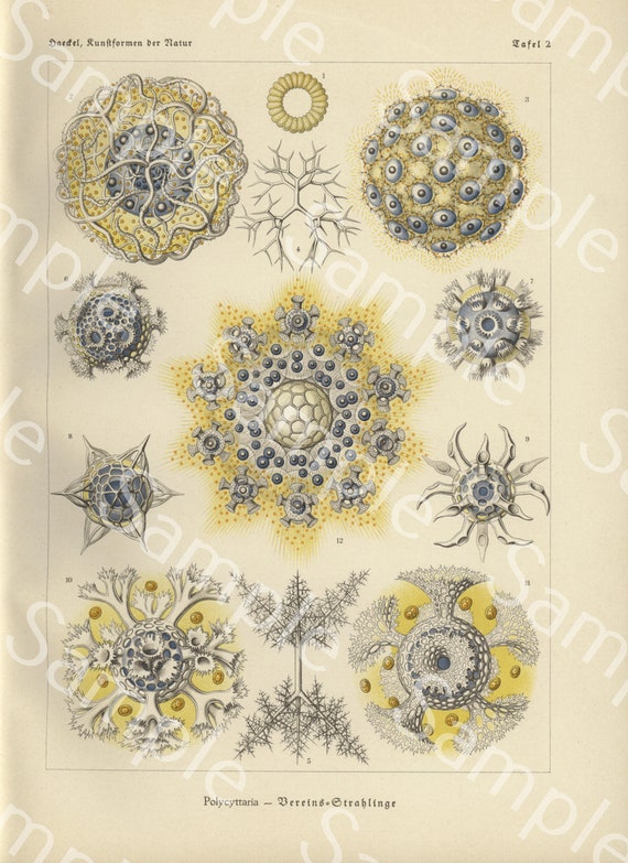 Gorgeous lithograph print from Art Forms of Nature by Ernst Haeckel