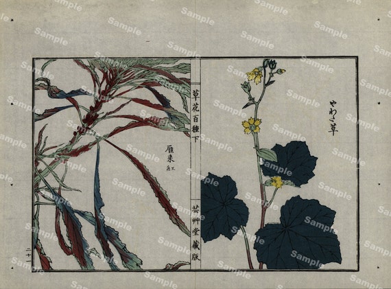 19th Century Japanese Antique woodblock  botanical print