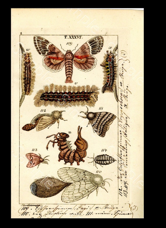 Antique rare hand colored  Engraving of insects, butterflies, moths, flies, wasps