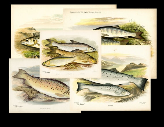 Original Antique Colored Chromolithograph Trout Grayling Salmon prints total of Nine